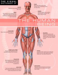 The Visual Dictionary of The Human Being: The Human Being
