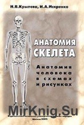Анатомия скелета. Анатомия человека в схемах и рисунках