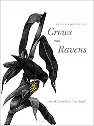 In the Company of Crows and Ravens