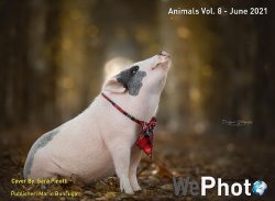 WePhoto. Animals Vol.8 - June 2021