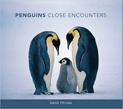 Penguins: Close Encounters