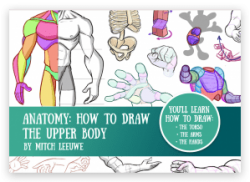 Anatomy: how to draw the Upper body