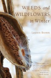 Weeds and Wildflowers in Winter